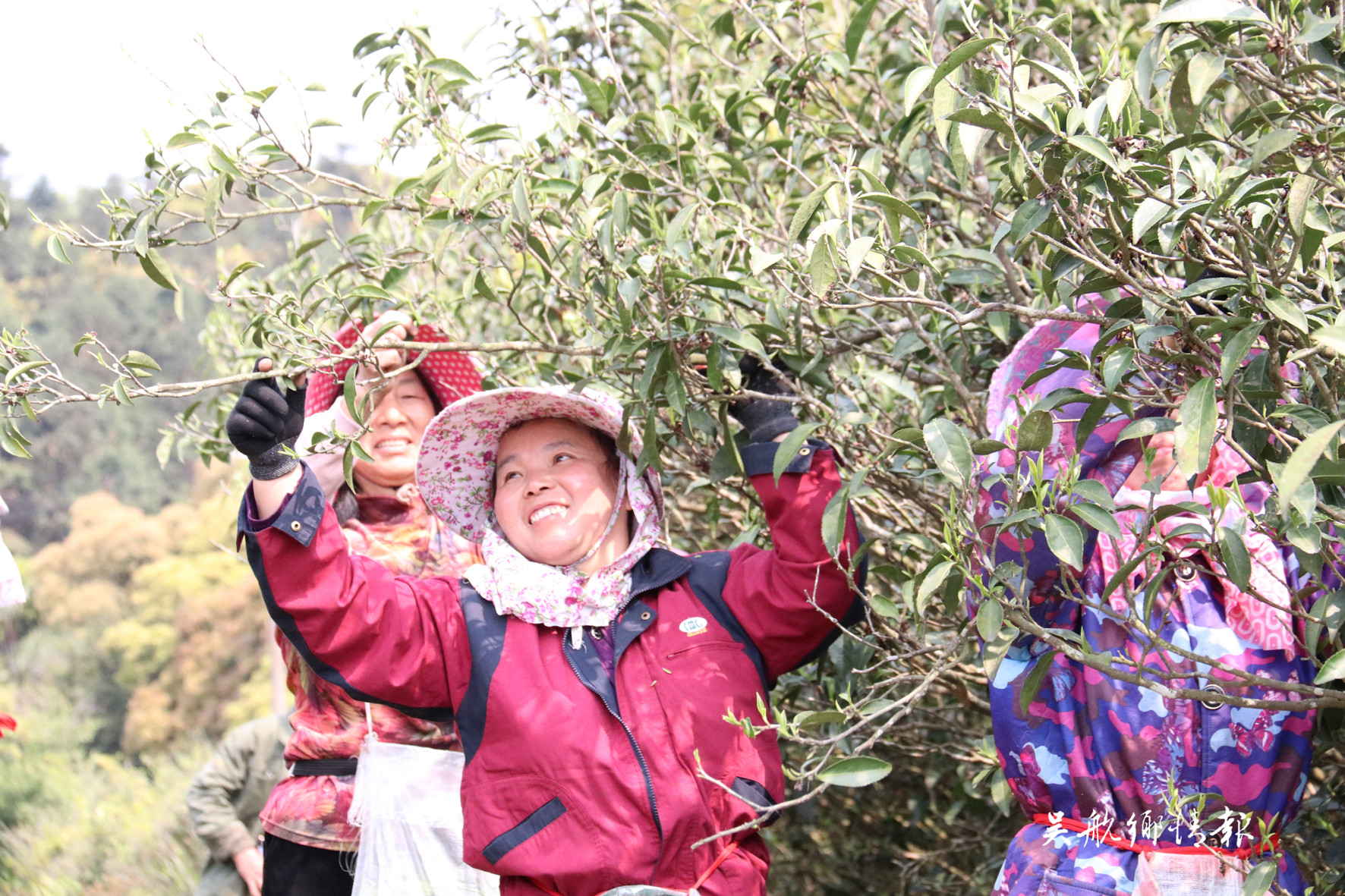 玉龙茶场今春茶好量又高