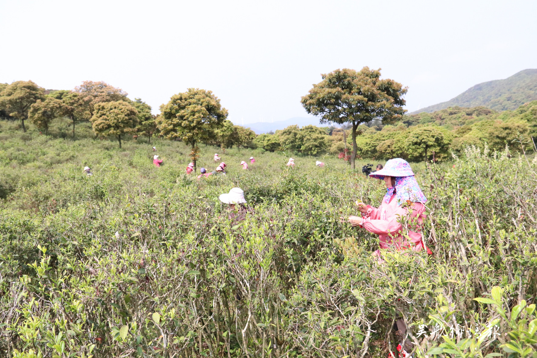 玉龙茶场今春茶好量又高