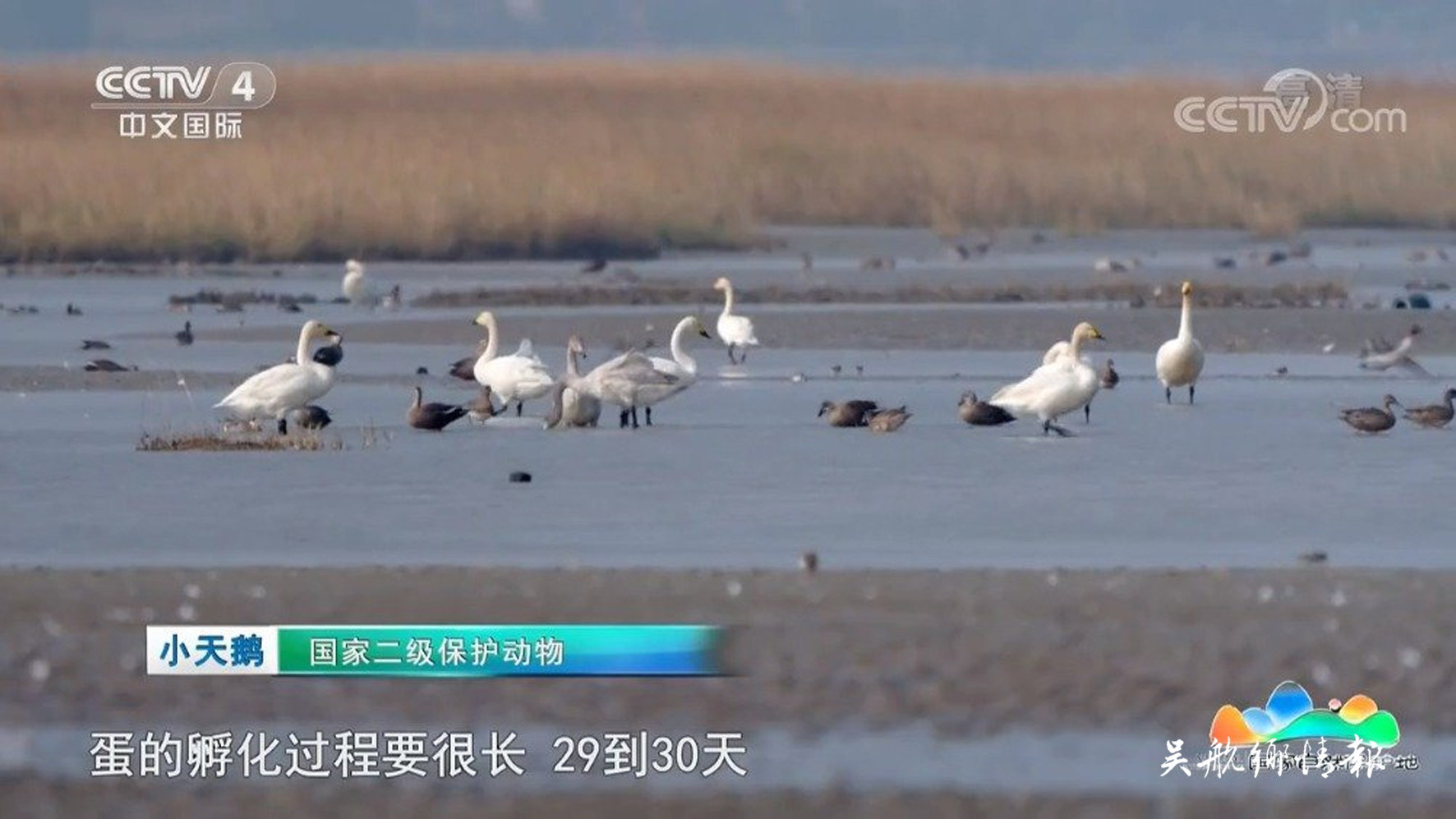 央视《远方的家》播出闽江河口湿地专题片