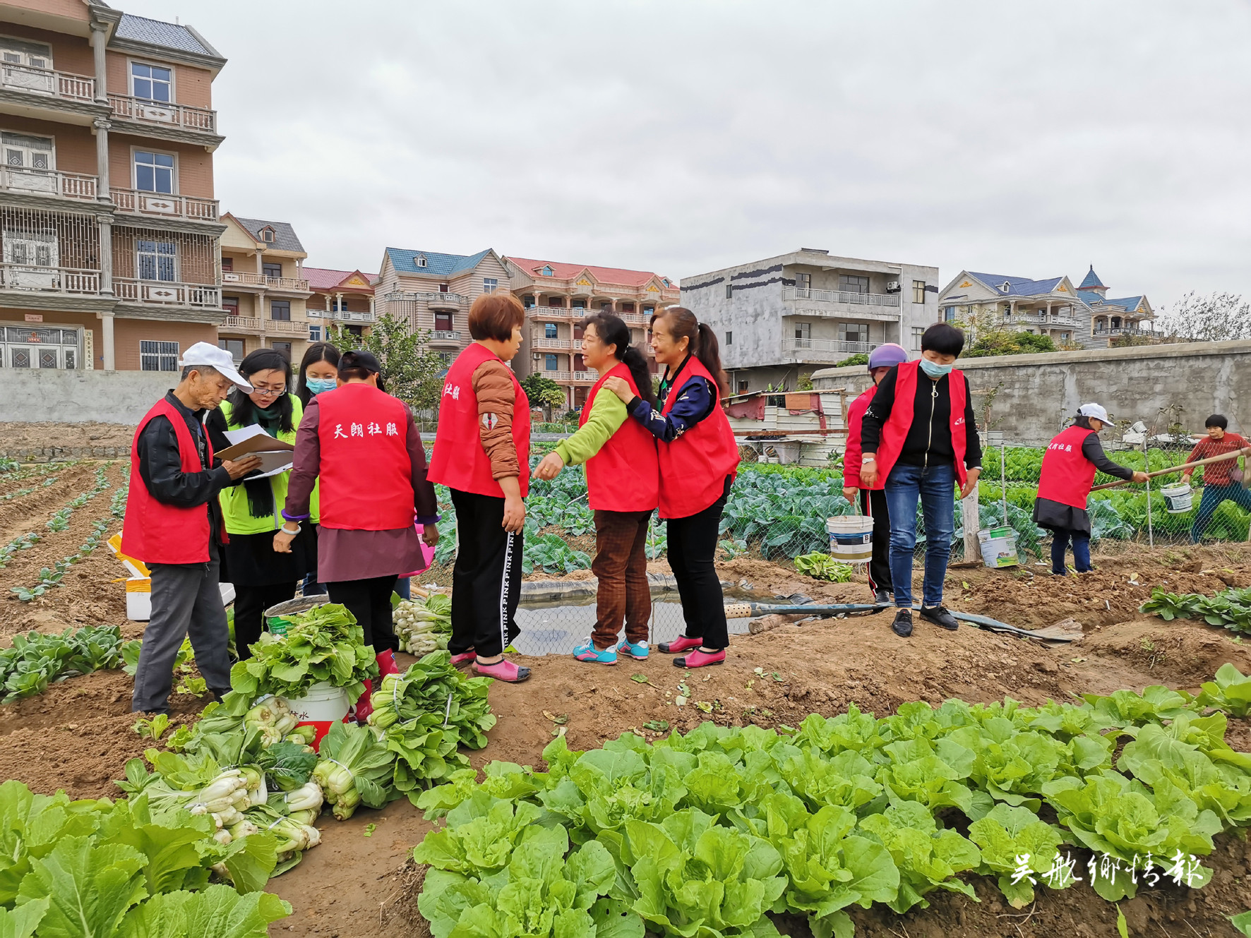 闲置空地变公益菜地 “乐菜园”收获满满爱心