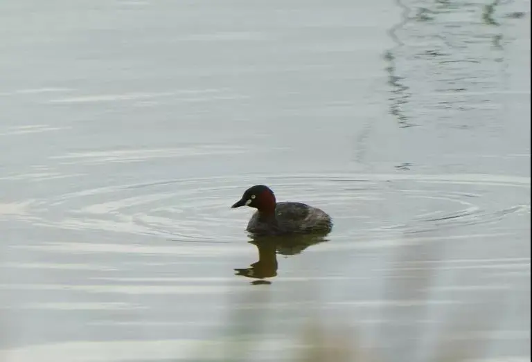 闽江河口湿地来了“长鸡嘴的鸭子” 这不是鸭！其实是鸟！