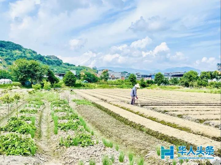 屿北村：“一村十园”绿色生态景，道不尽殷殷桑梓情