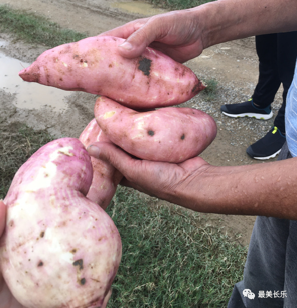 让“土疙瘩”变“金豆豆” 鹤上镇擦亮“番薯”金招牌