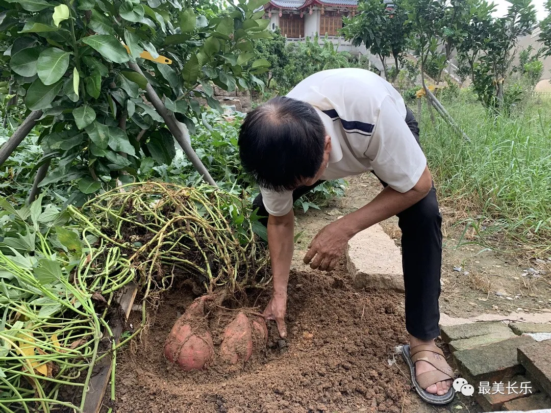 让“土疙瘩”变“金豆豆” 鹤上镇擦亮“番薯”金招牌