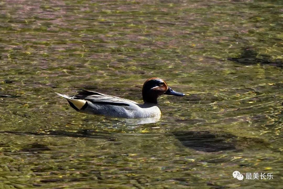 大批雁鸭类水鸟陆续抵达 快来闽江河口湿地“数鸭子”