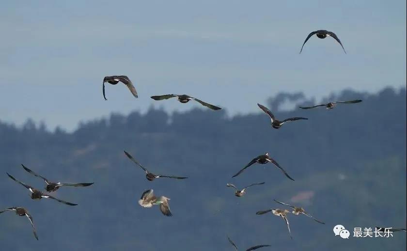 大批雁鸭类水鸟陆续抵达 快来闽江河口湿地“数鸭子”