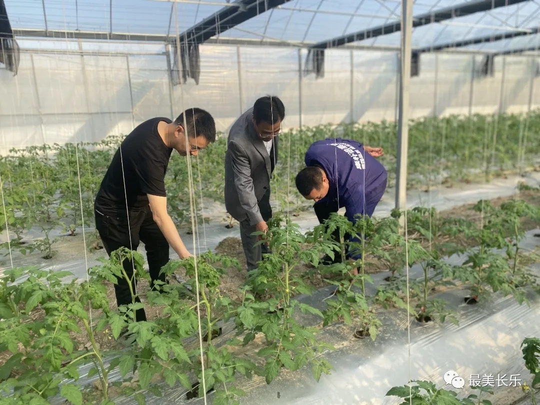 仙高村：发展高效农业种植 带动群众增收致富