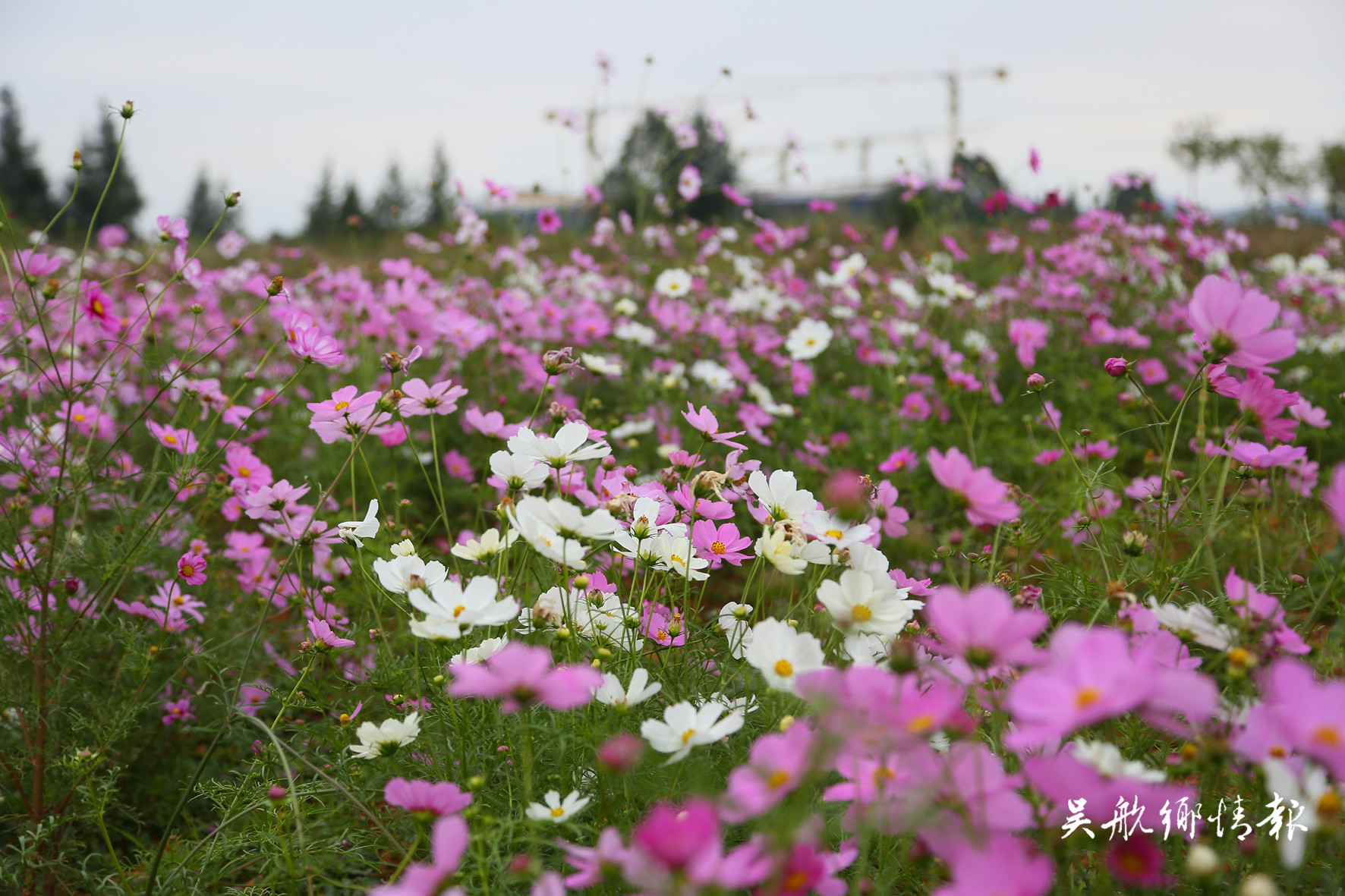 湿地公园成片波斯菊惊艳绽放