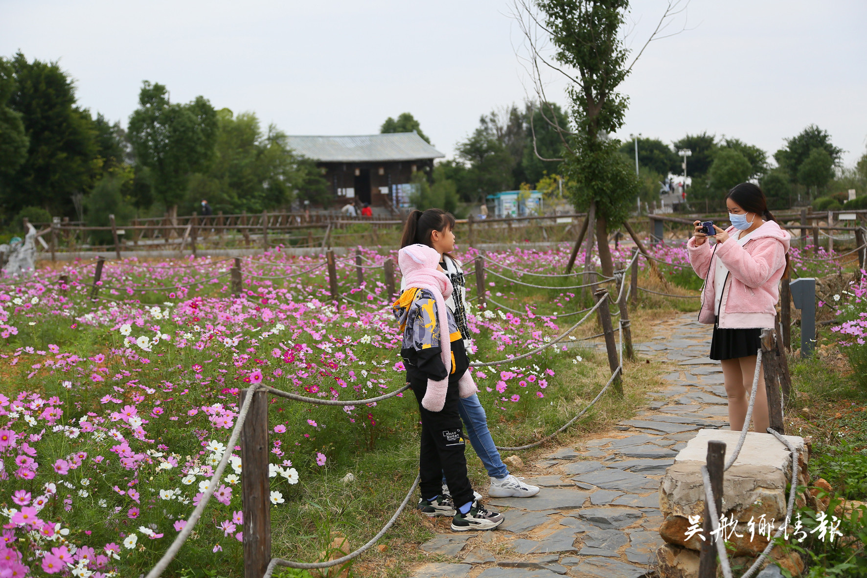 湿地公园成片波斯菊惊艳绽放