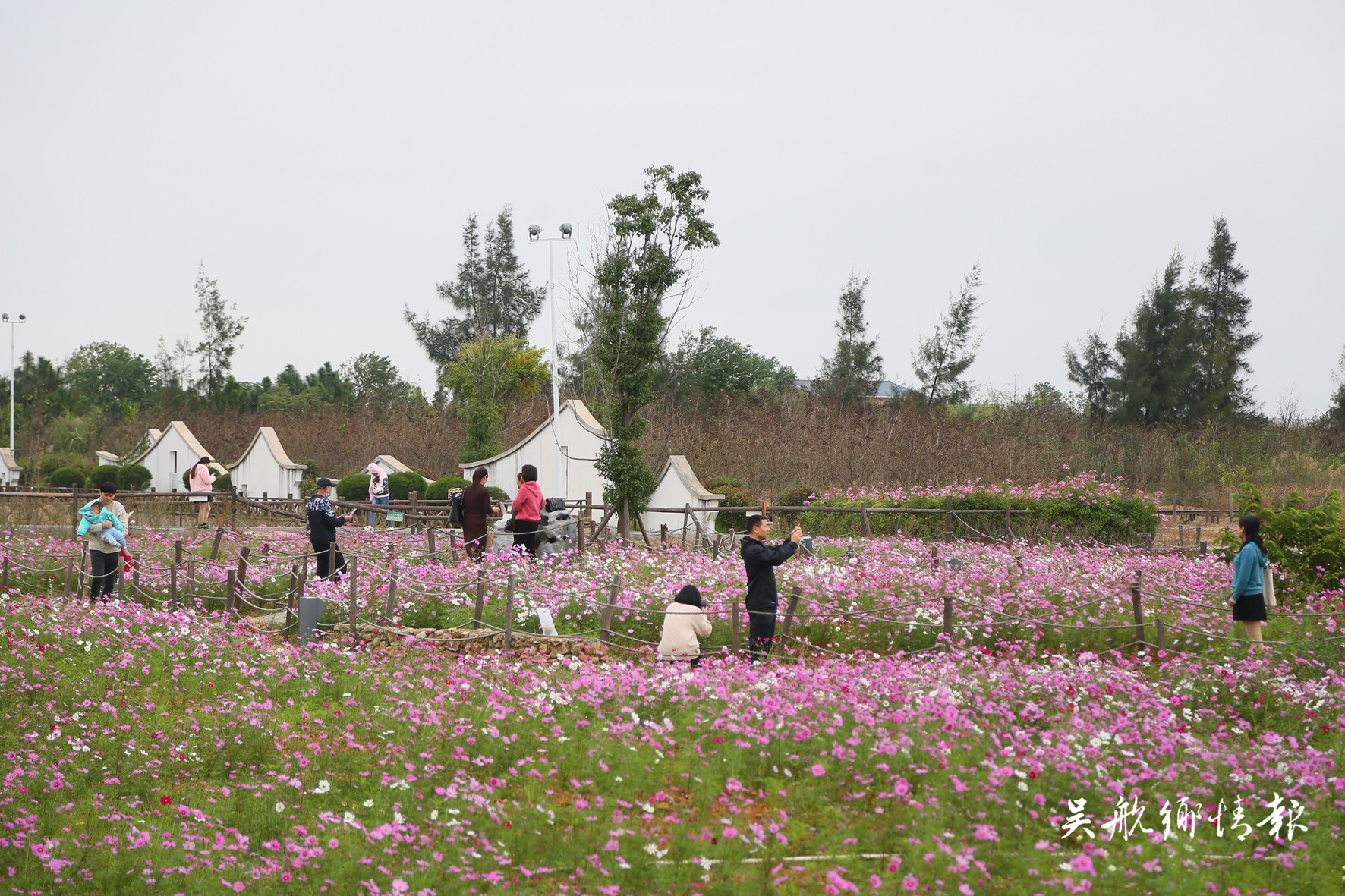 湿地公园成片波斯菊惊艳绽放