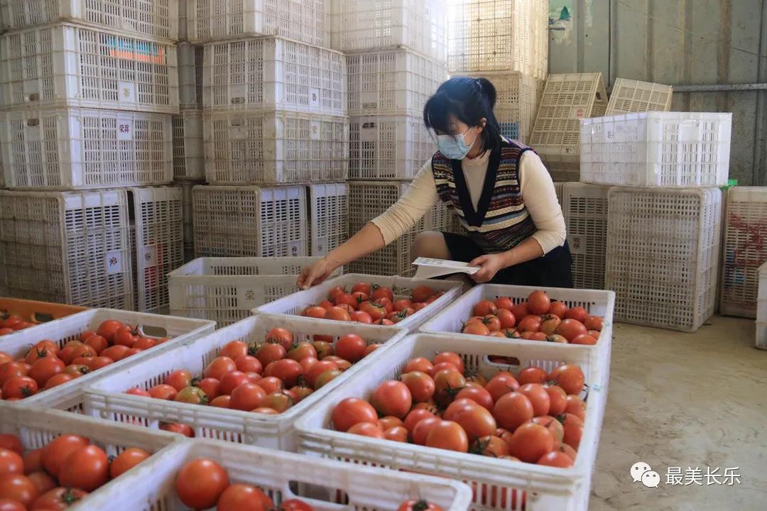 同样是种西红柿，为啥大不同？科技兴农带来产业“火红”