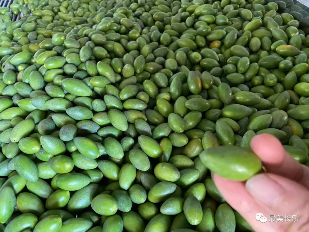 礼元村：小小橄榄成为致富“金果果”！
