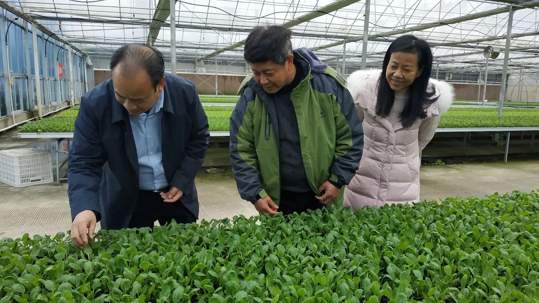 积极防范低温天气，他们忙碌在田间地头……