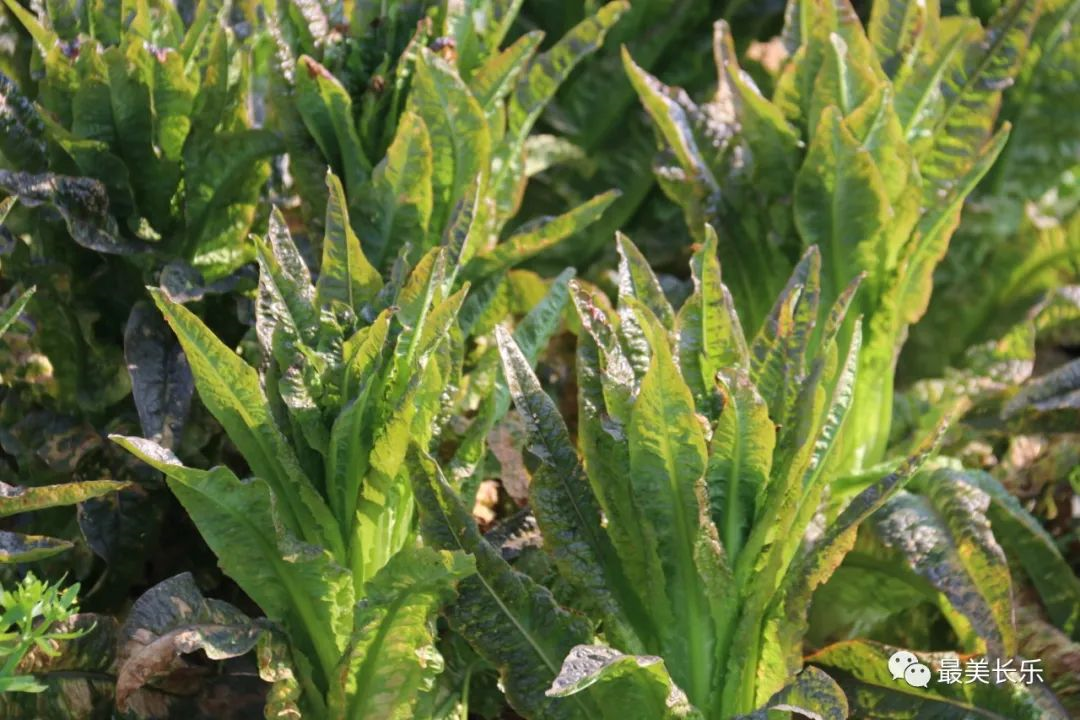 将为农民创收5000万元！长乐莴笋上市啦~