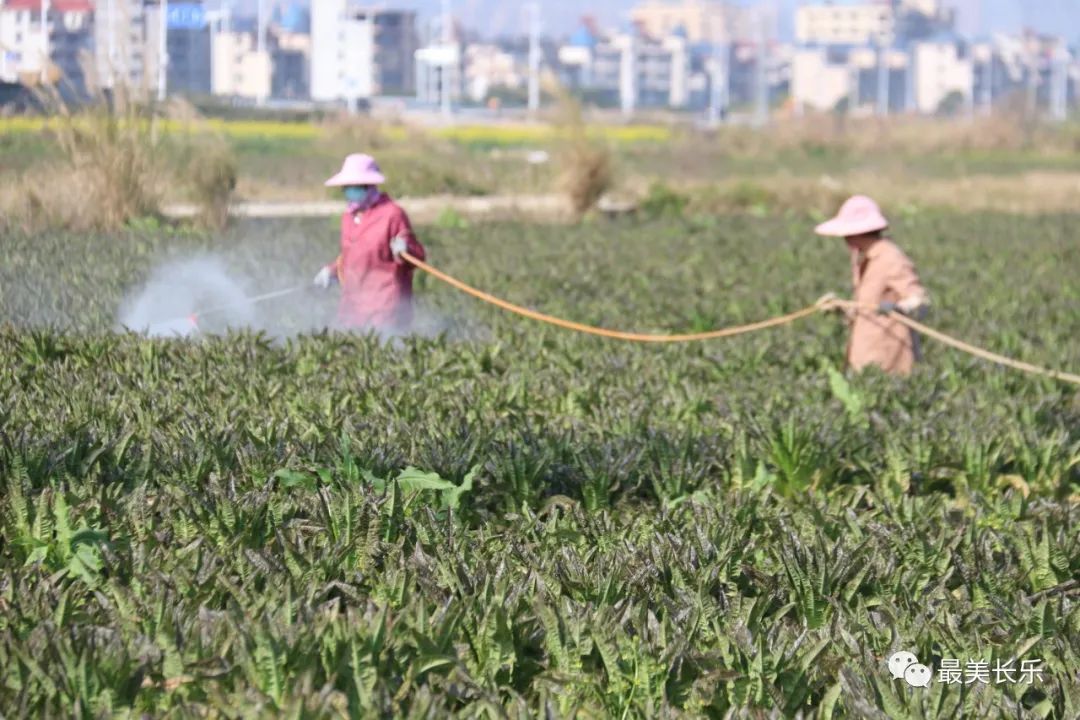 将为农民创收5000万元！长乐莴笋上市啦~