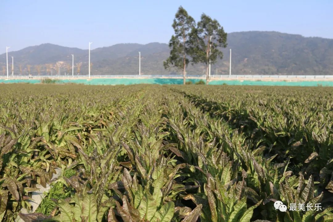 将为农民创收5000万元！长乐莴笋上市啦~