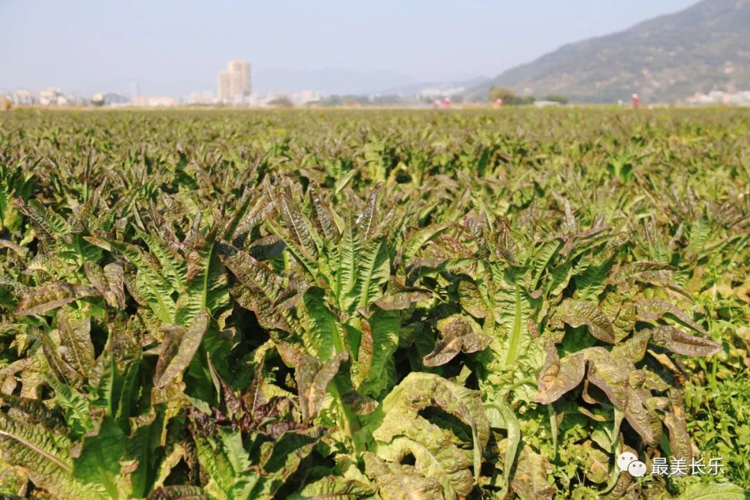 将为农民创收5000万元！长乐莴笋上市啦~