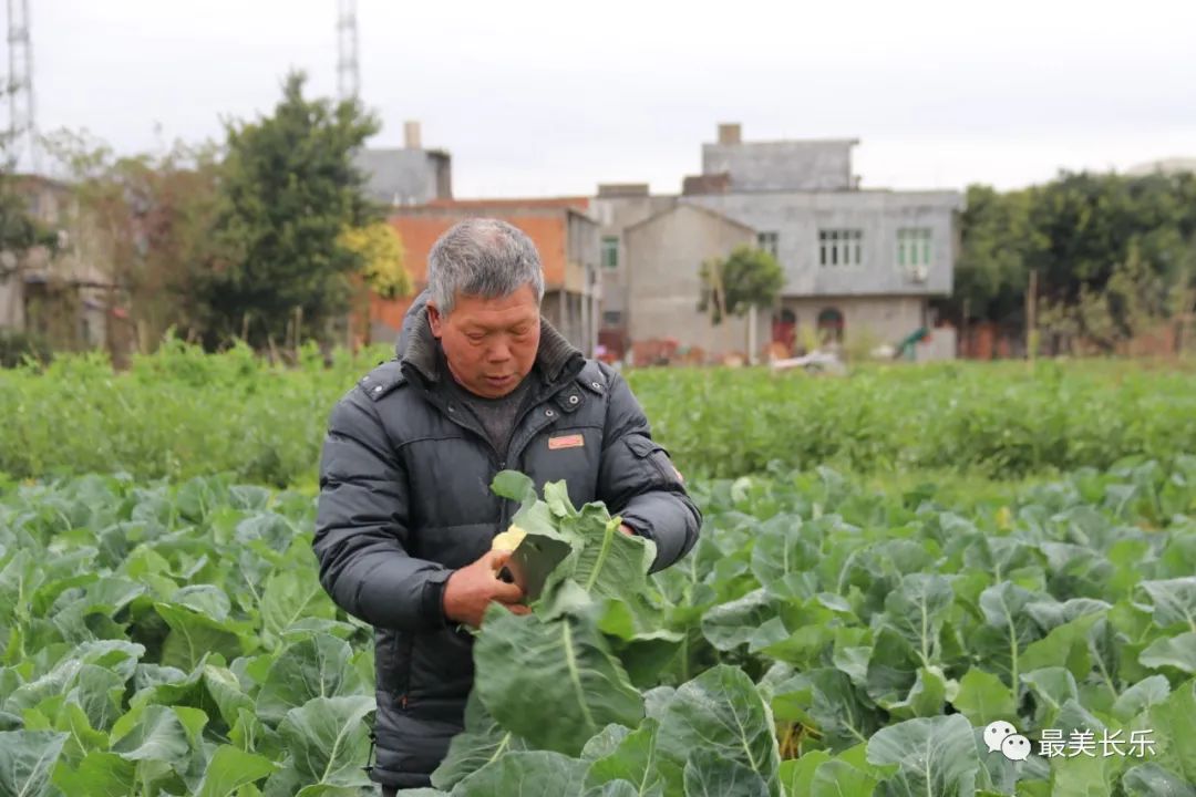 丰产又丰收！长乐这里的农民乐开了花