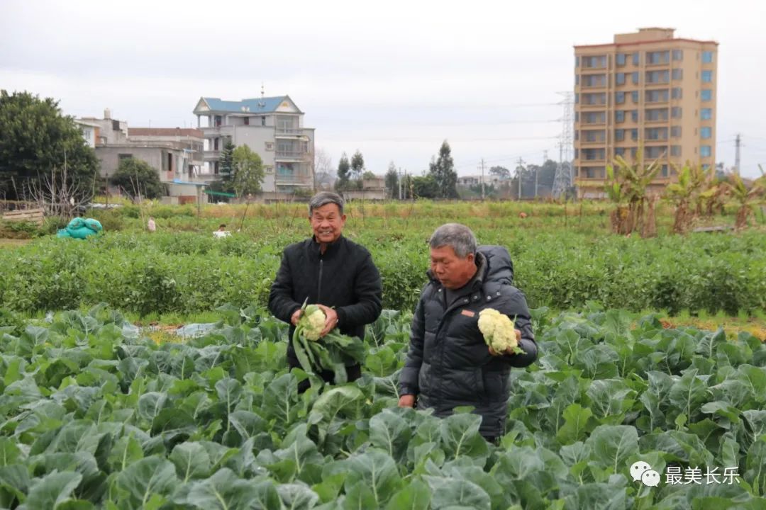 丰产又丰收！长乐这里的农民乐开了花