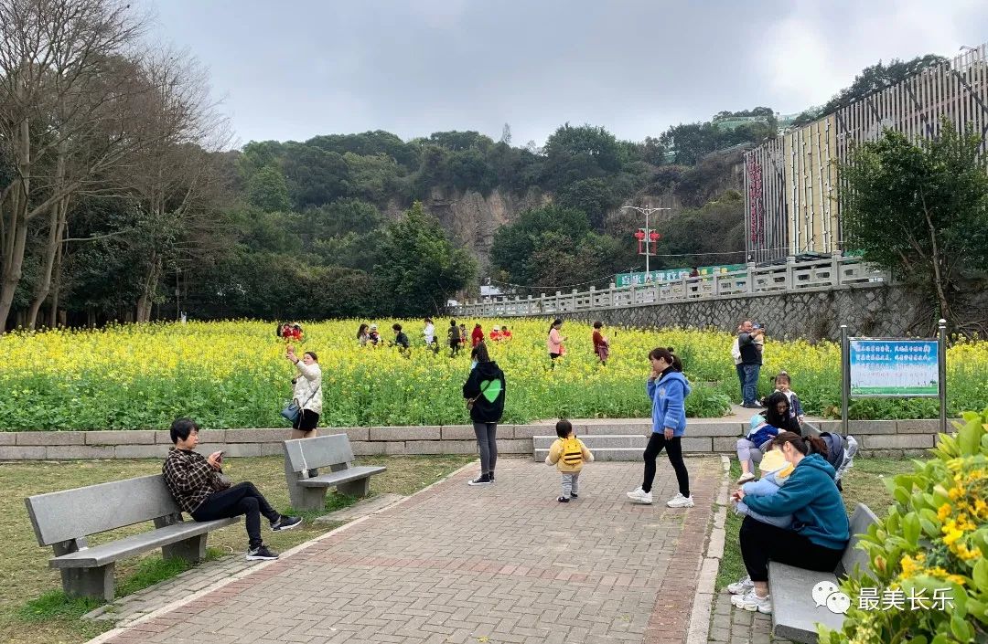 邂逅黄金浪漫！走！一起看花去