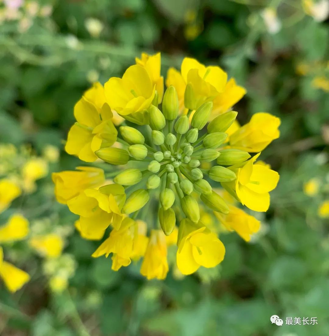 邂逅黄金浪漫！走！一起看花去