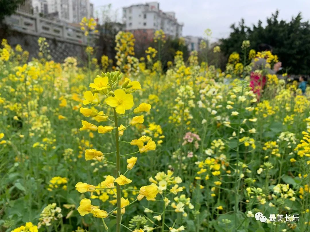 邂逅黄金浪漫！走！一起看花去