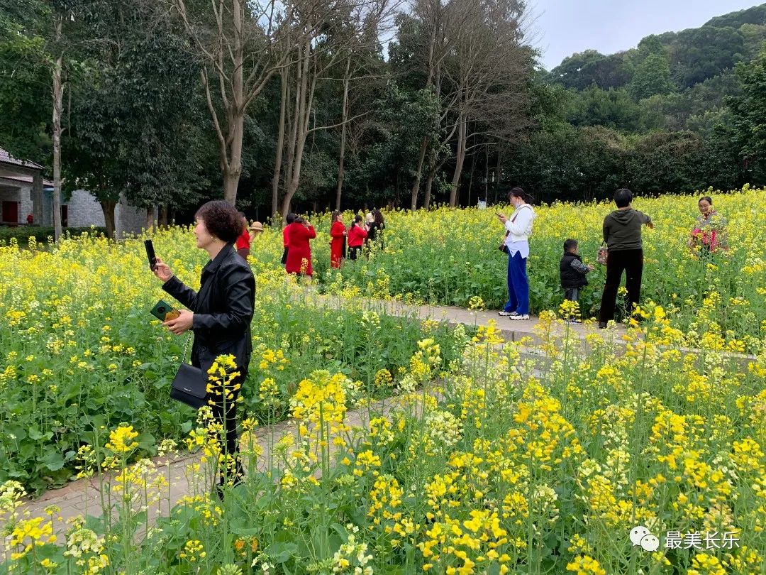 邂逅黄金浪漫！走！一起看花去