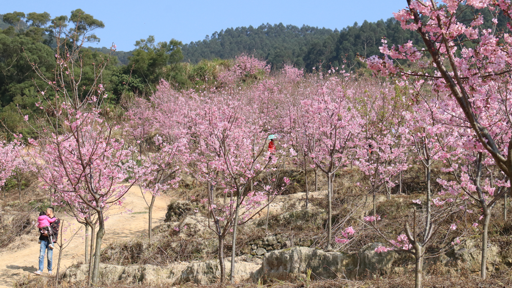 姹紫嫣红 3月赏花正当时