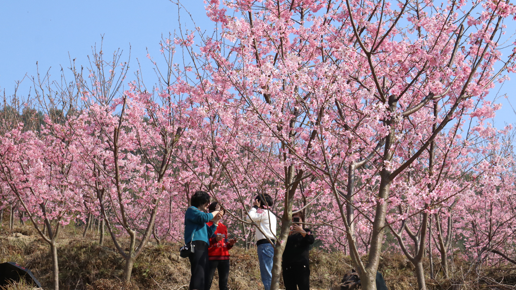 姹紫嫣红 3月赏花正当时