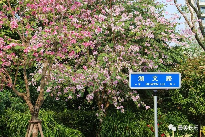 美翻啦！这段数百米的“花路”，你走过吗？