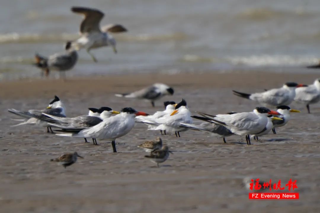 长乐：打造现代化国际城市重要窗口