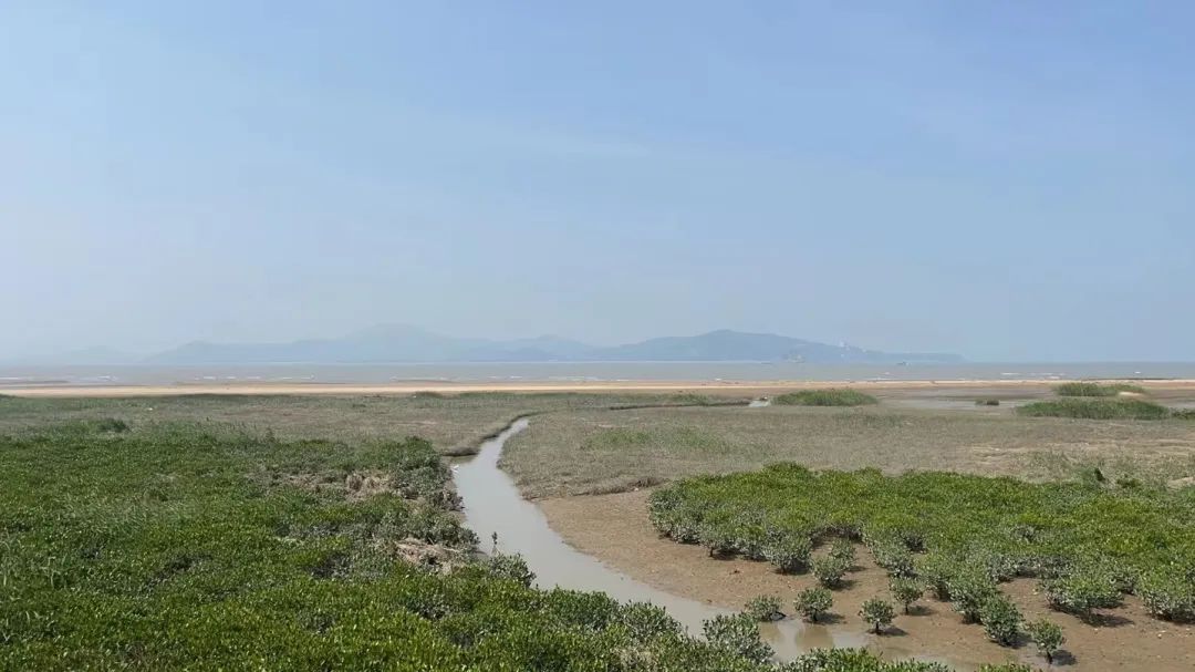 闽江口：湿地重生 万鸟翔集