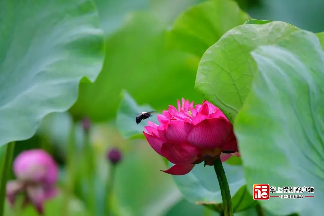 长乐人注意！7月16日开始，长达40天！
