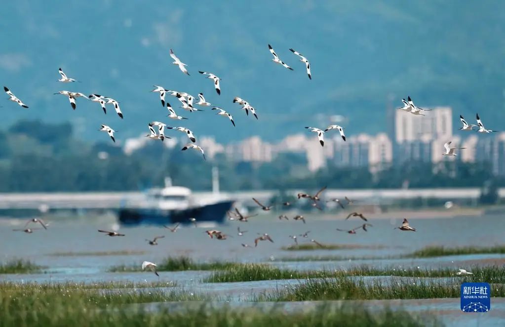 壮观！闽江河口湿地迎来候鸟“先头部队”