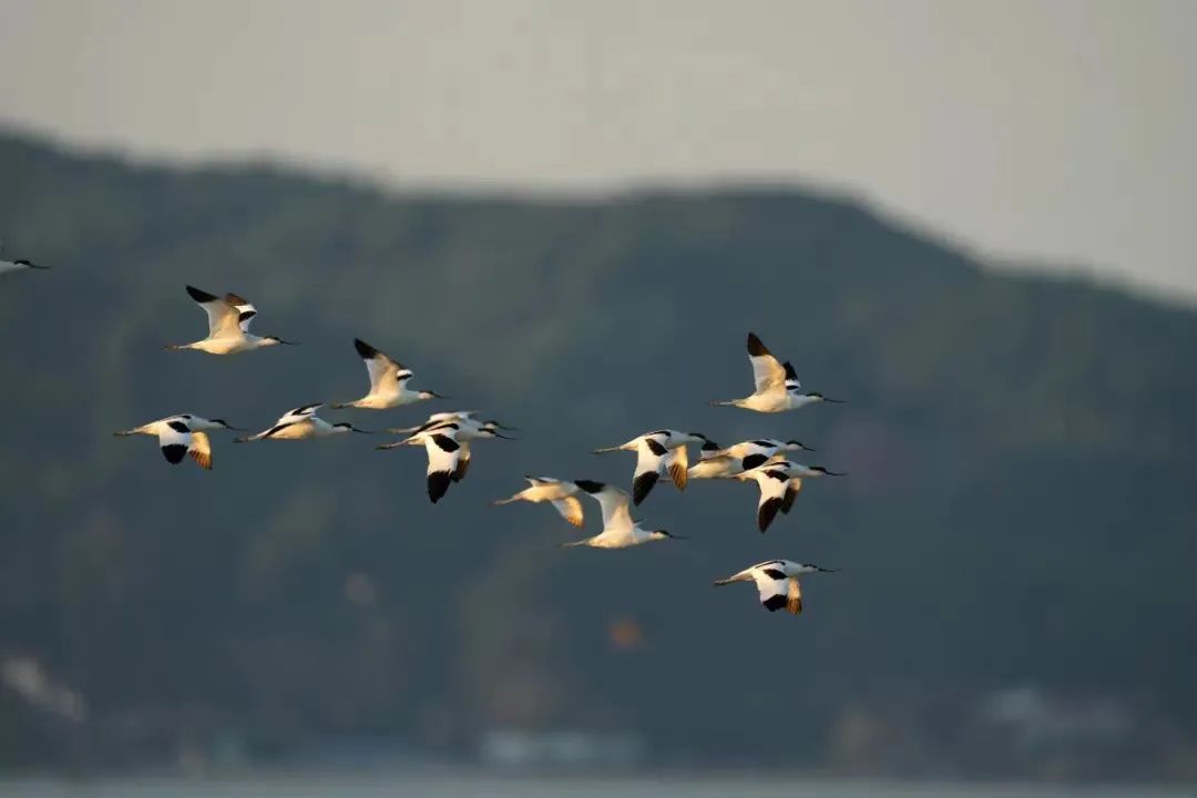 组团来了！场面很壮观！