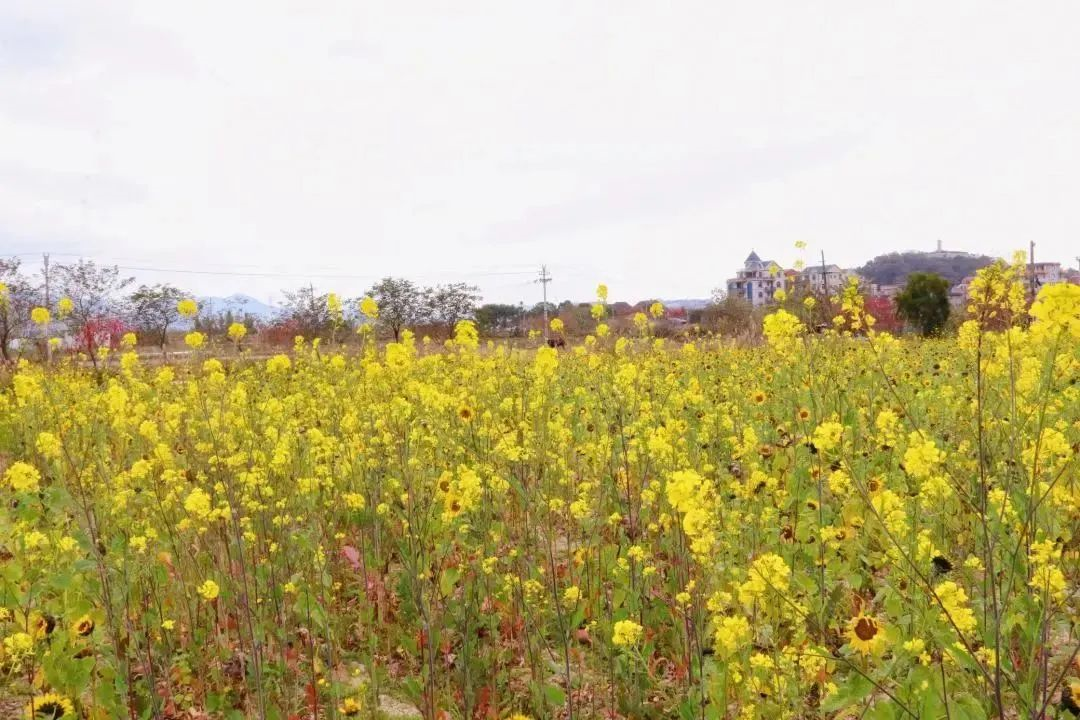 “花花世界”！你想要的都在这里！