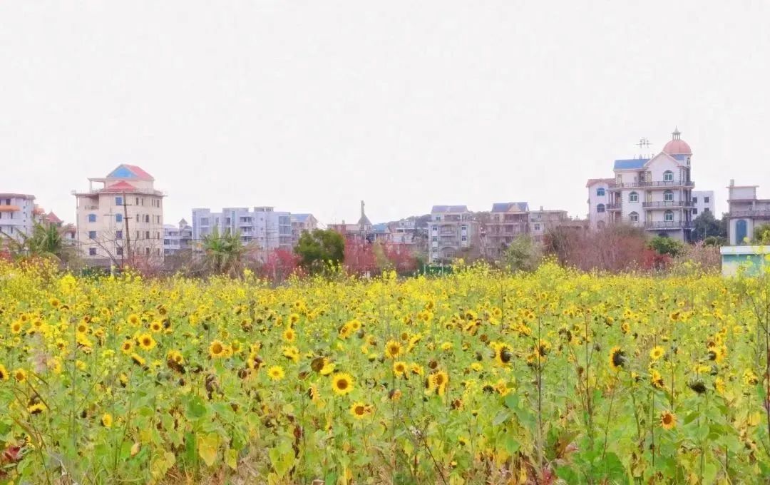 “花花世界”！你想要的都在这里！