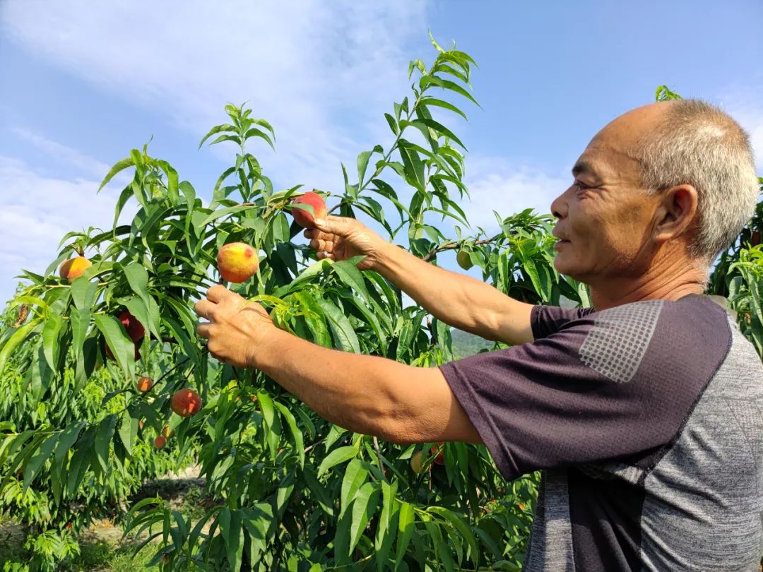 脆、甜、红！快来长乐这里采摘尝鲜......