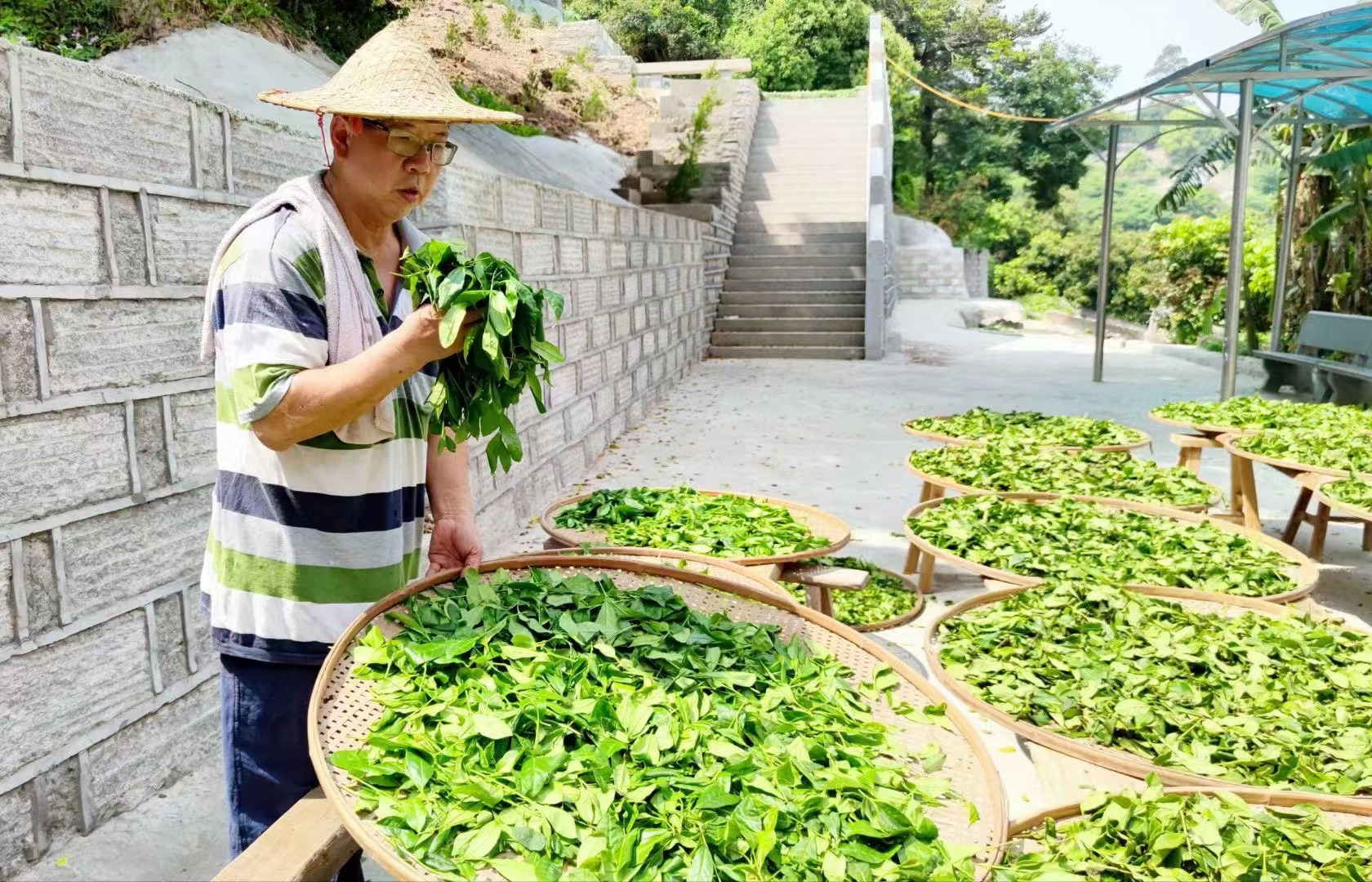他是福州市唯一非遗青茶（乌龙茶）的传承人，你认识吗？