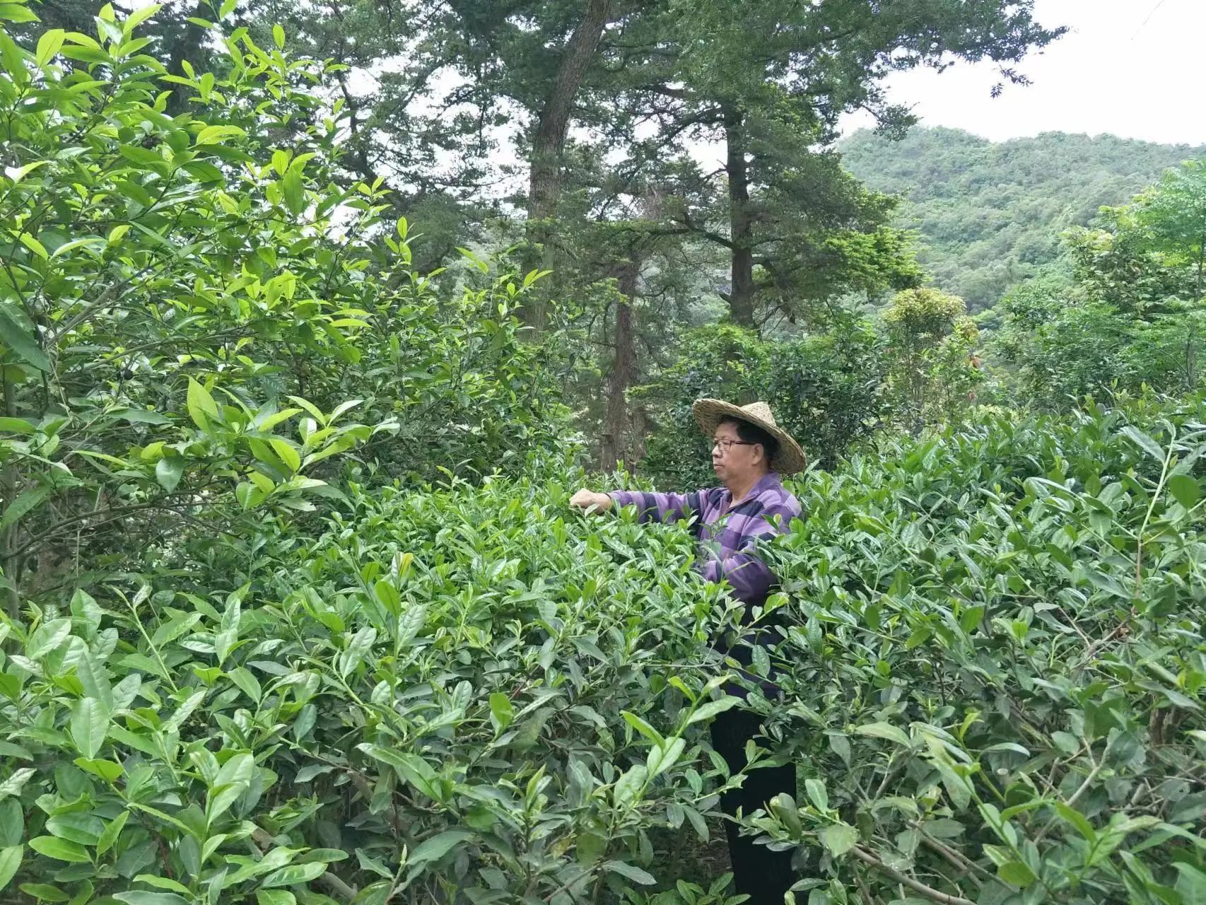 他是福州市唯一非遗青茶（乌龙茶）的传承人，你认识吗？