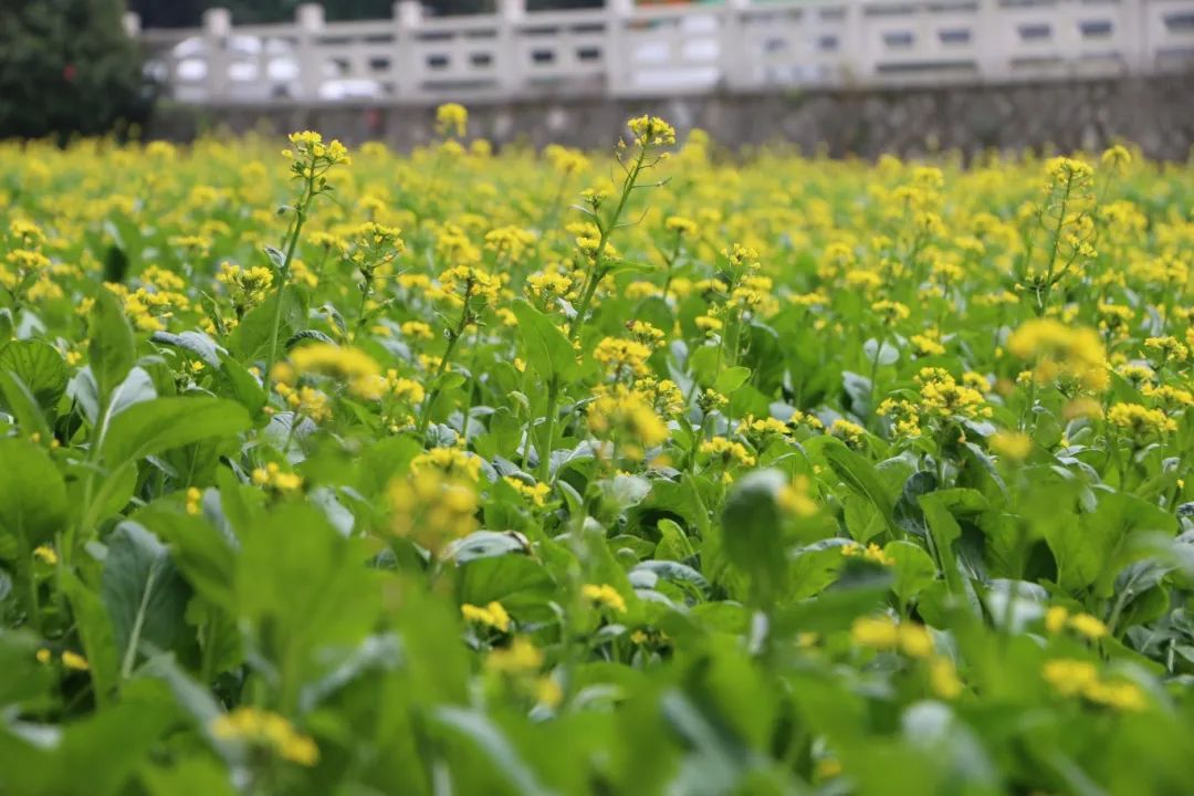 速来！长乐这片油菜花开好啦！等你入镜~