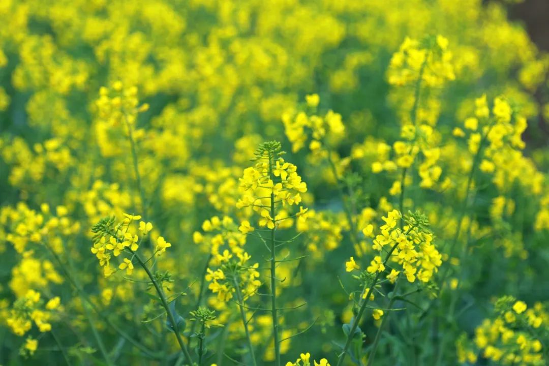 速来！长乐这片油菜花开好啦！等你入镜~