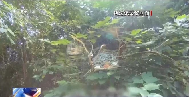 是真的！捉1只就违法！网友蒙了：在家经常碰到......