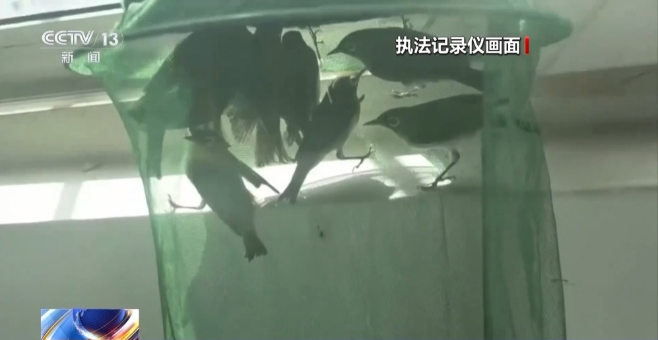 是真的！捉1只就违法！网友蒙了：在家经常碰到......