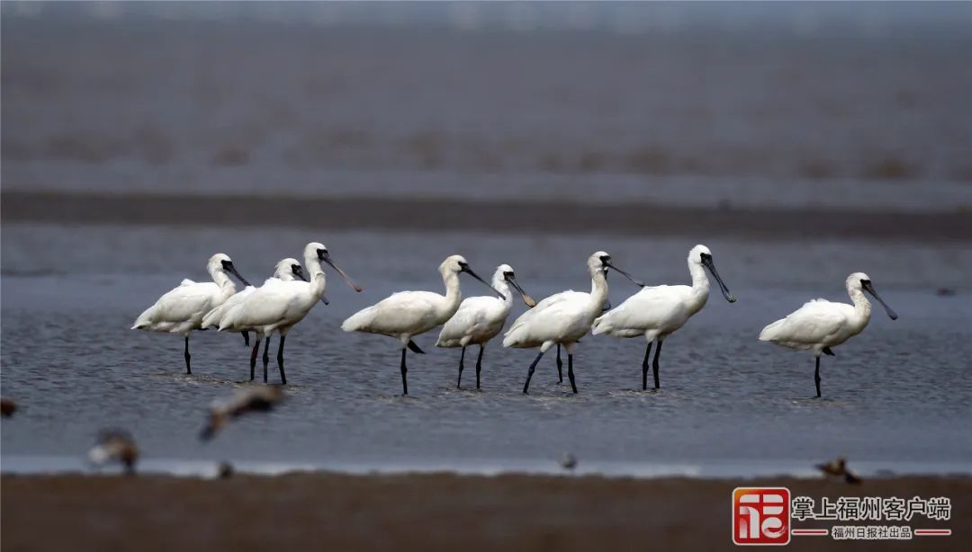 全省首宗！长乐这里有了自己的“户口本”！