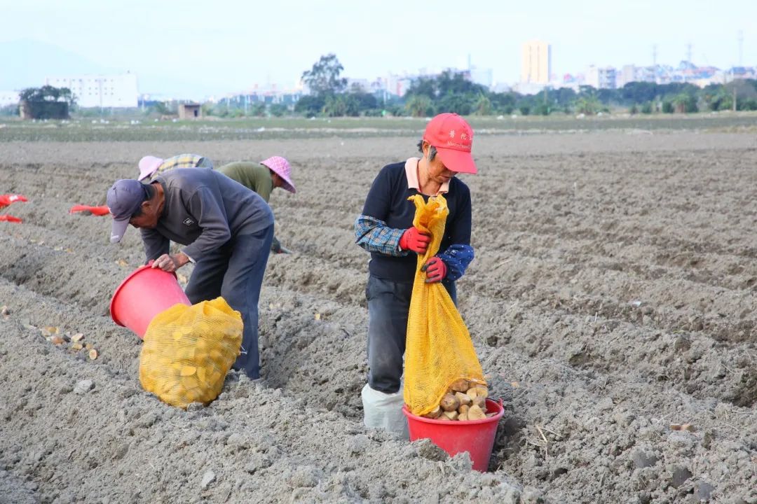 1000亩！长乐这里的“金疙瘩”下地了