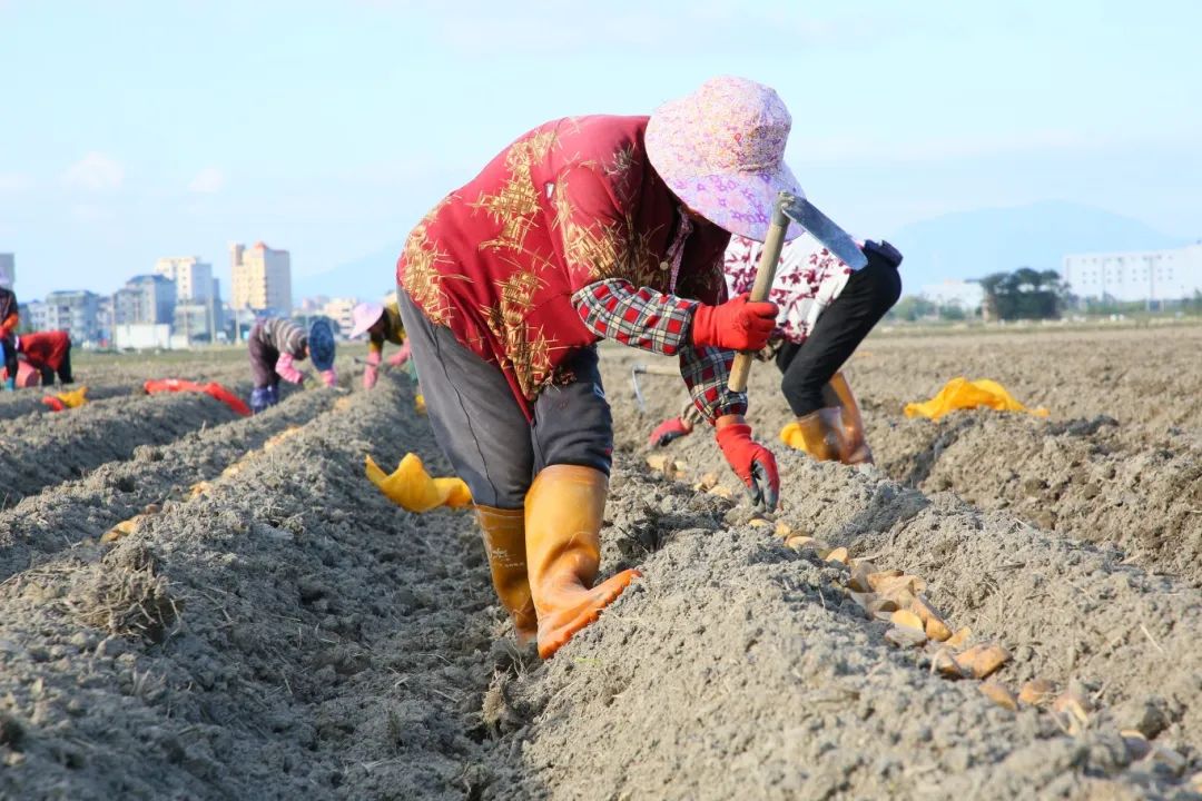 1000亩！长乐这里的“金疙瘩”下地了