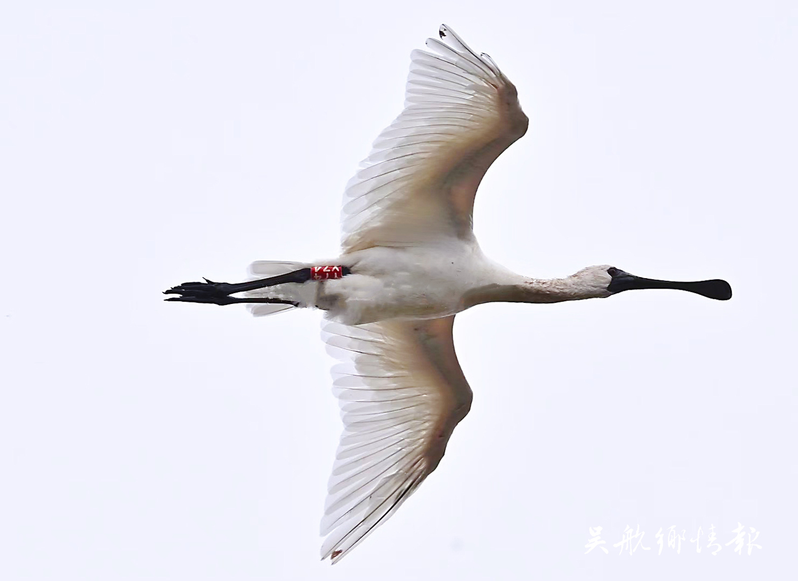 闽江河口湿地迎候鸟迁徙高峰期 “Y74”黑脸琵鹭　连续5年拍到你