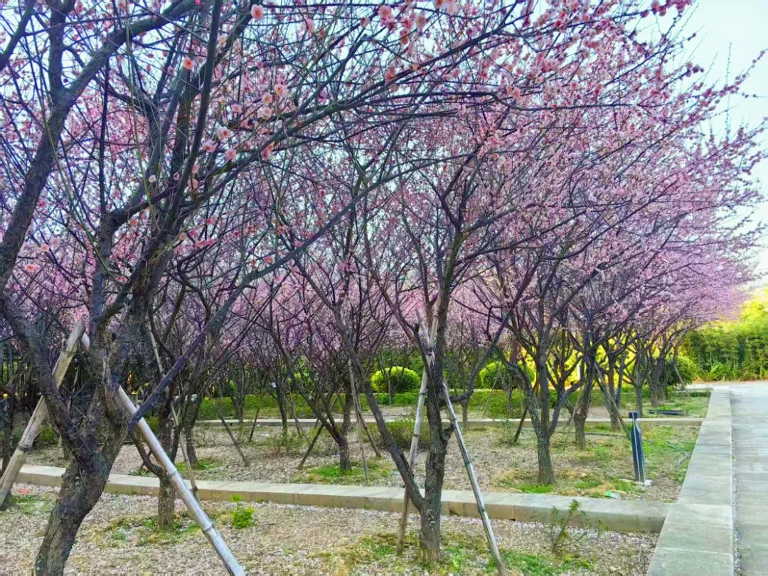 太好看了！红梅、洋紫荆、山茶花竞相绽放，就在长乐……
