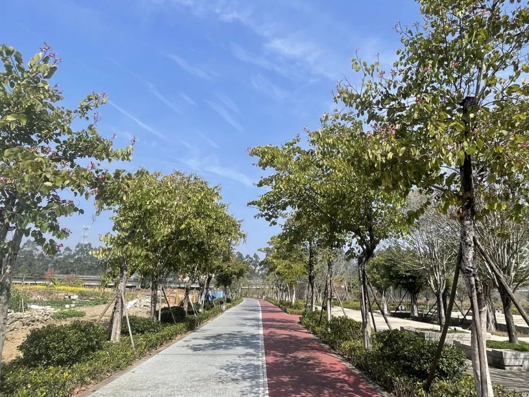 太好看了！红梅、洋紫荆、山茶花竞相绽放，就在长乐……